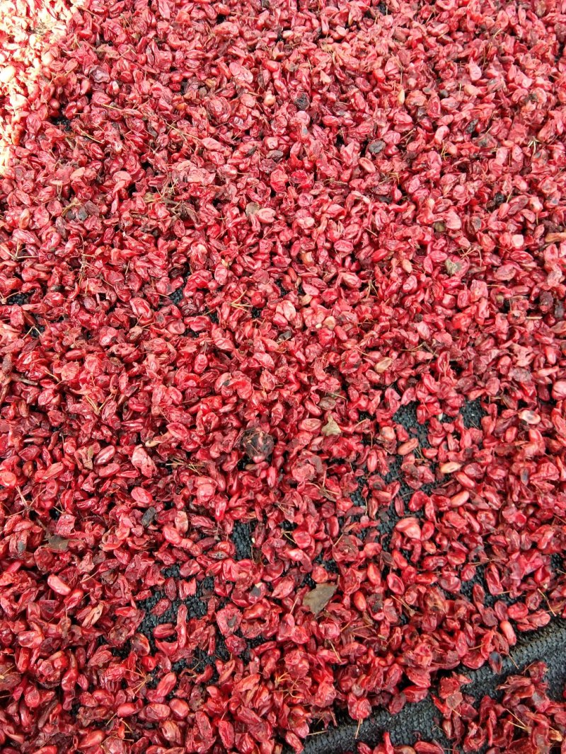 山芋肉