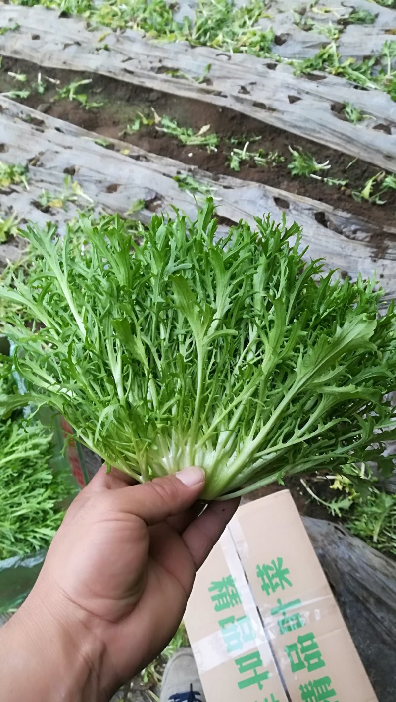 精品苦菊