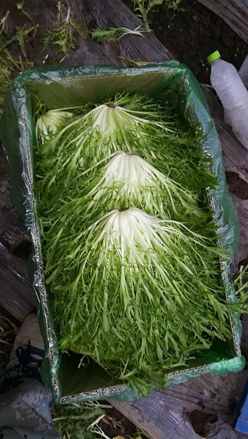 精品苦菊