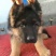 德国牧羊犬
