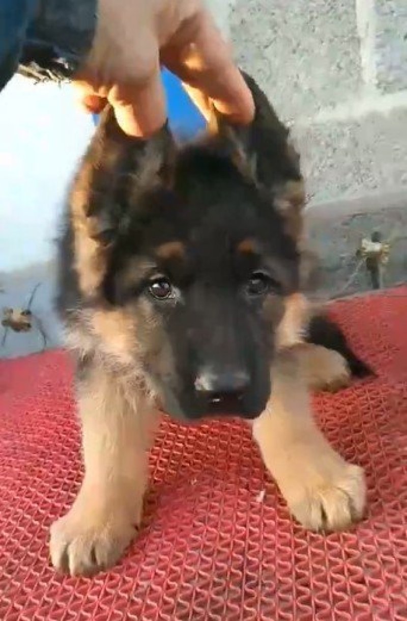 德国牧羊犬