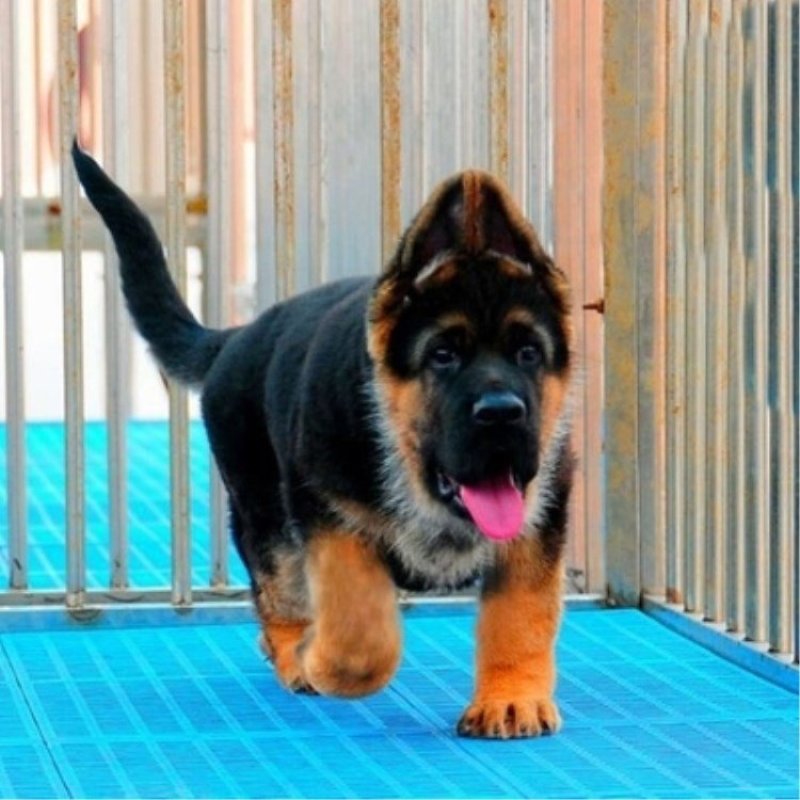 德国牧羊犬