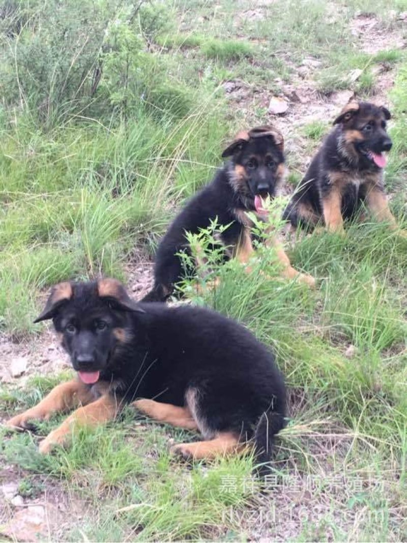 德国牧羊犬