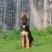 德国牧羊犬