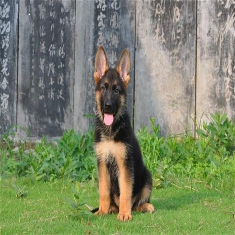 德国牧羊犬
