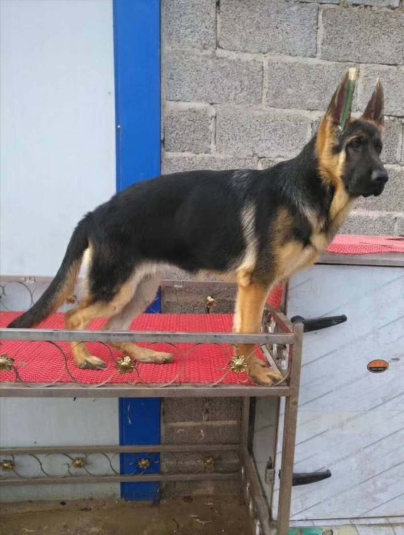 德国牧羊犬