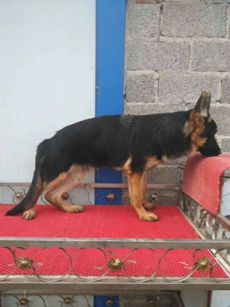德国牧羊犬