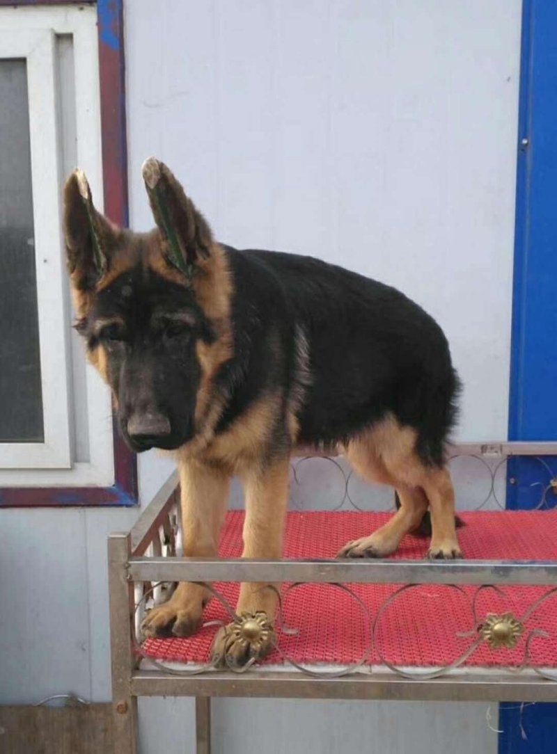 德国牧羊犬