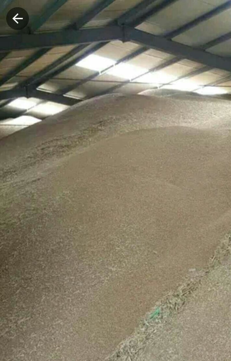 长期出售玉米小麦