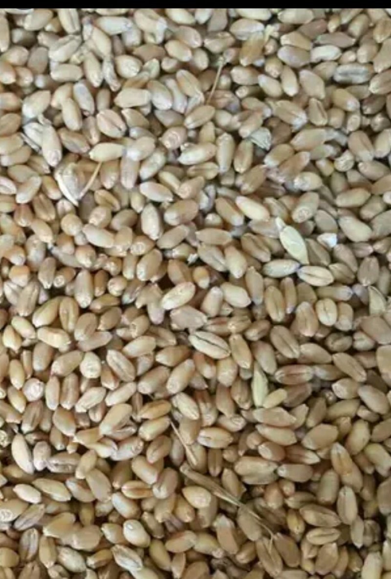长期出售玉米小麦