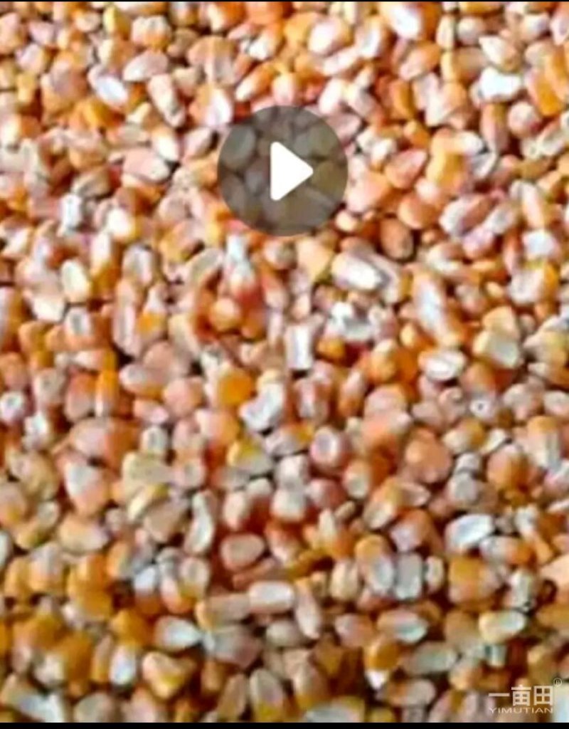 长期出售玉米小麦