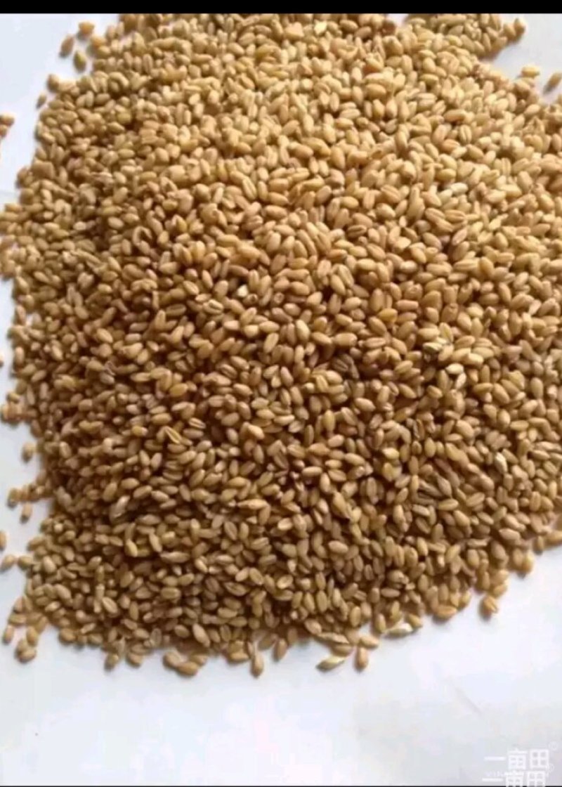 长期出售玉米小麦