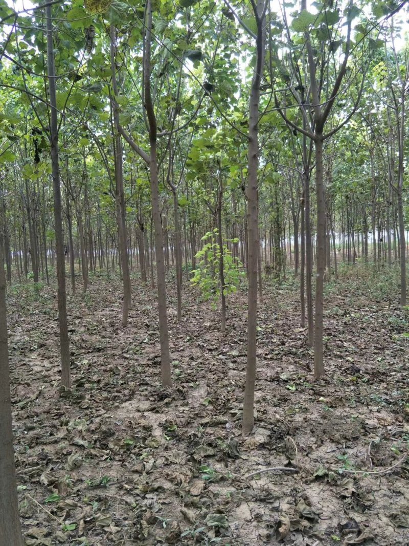 楸树苗！梓树苗！规格齐全！价格优惠！