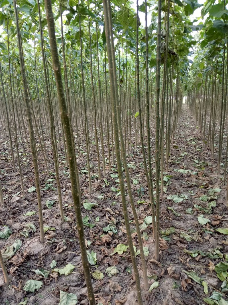楸树苗！梓树苗！规格齐全！价格优惠！