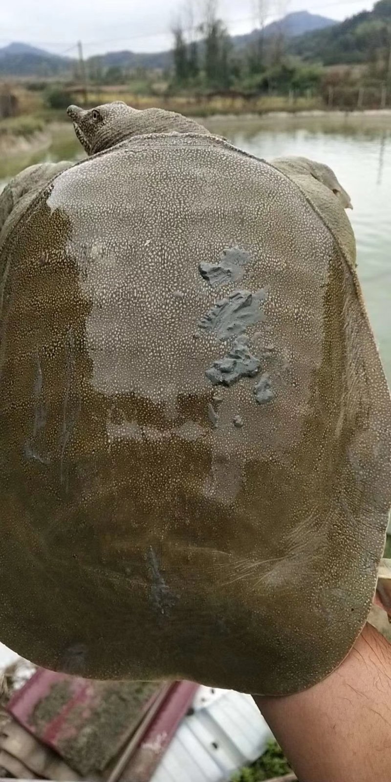 江西生态老甲鱼