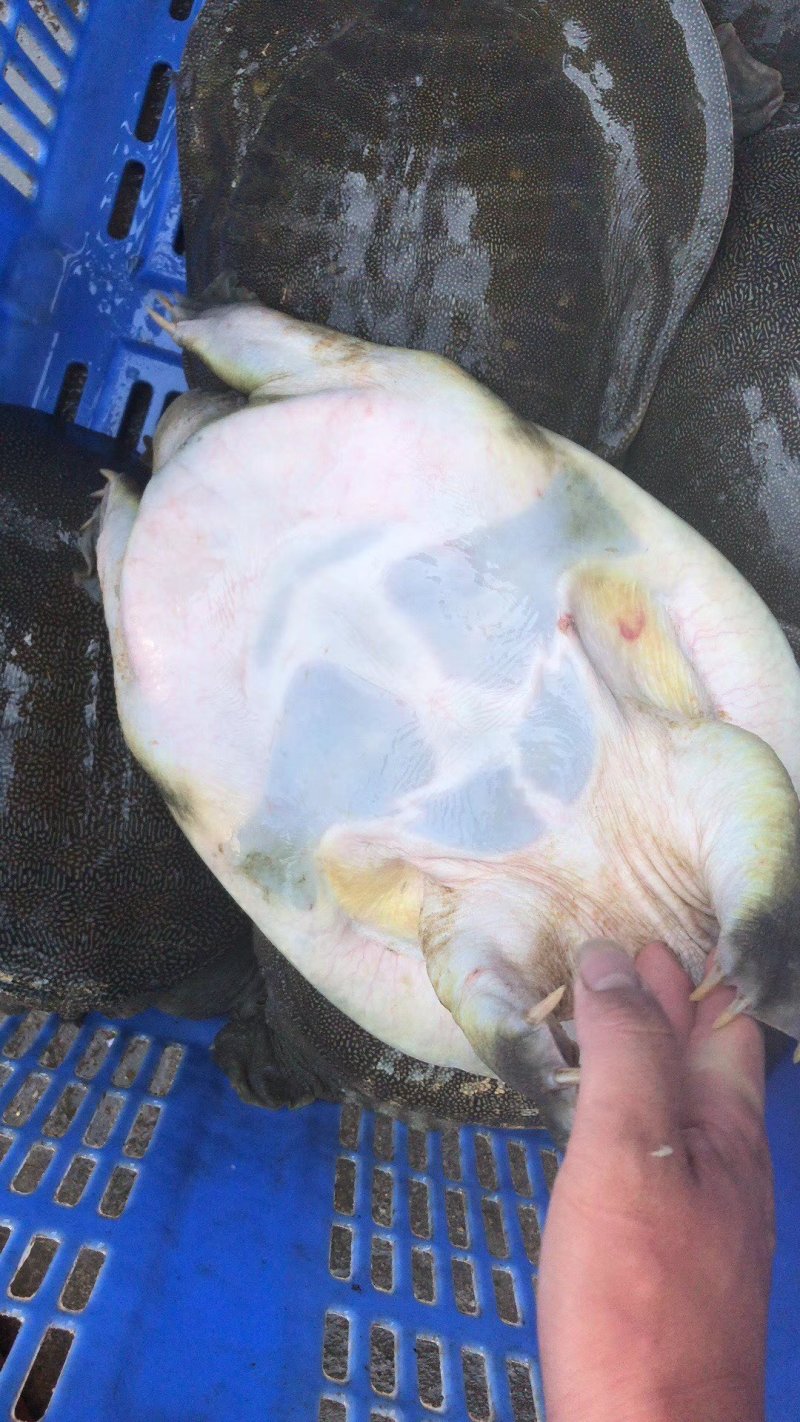 江西生态老甲鱼