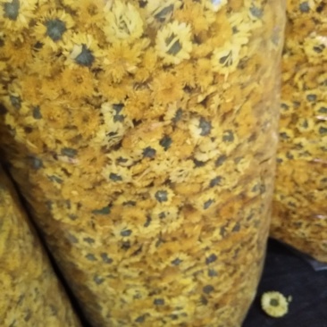 徽州皇菊，金丝皇菊