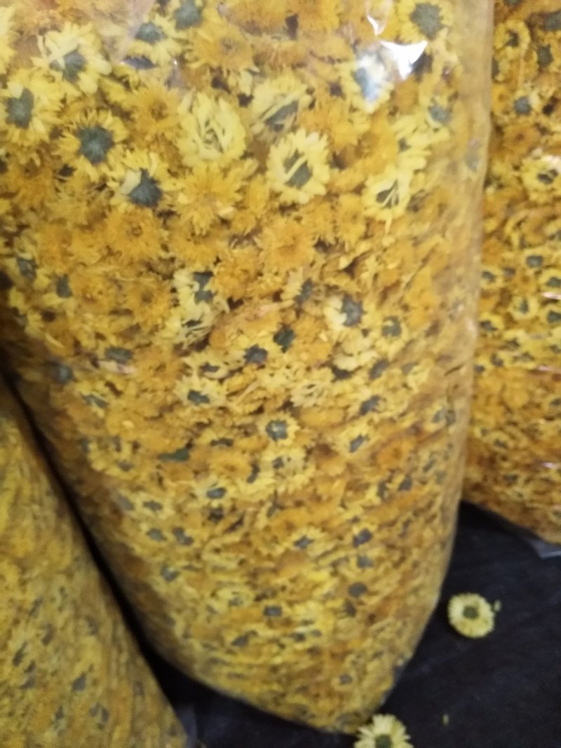 徽州皇菊，金丝皇菊