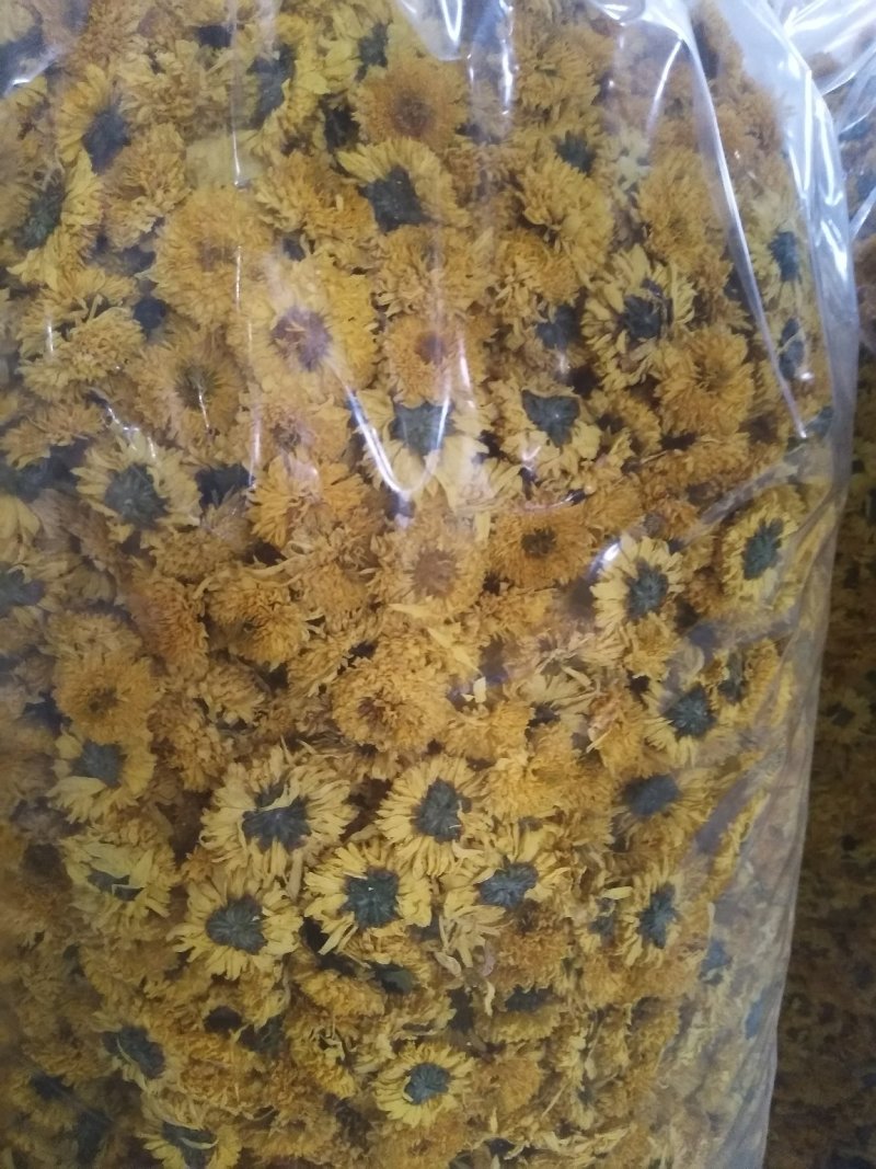 徽州皇菊，金丝皇菊