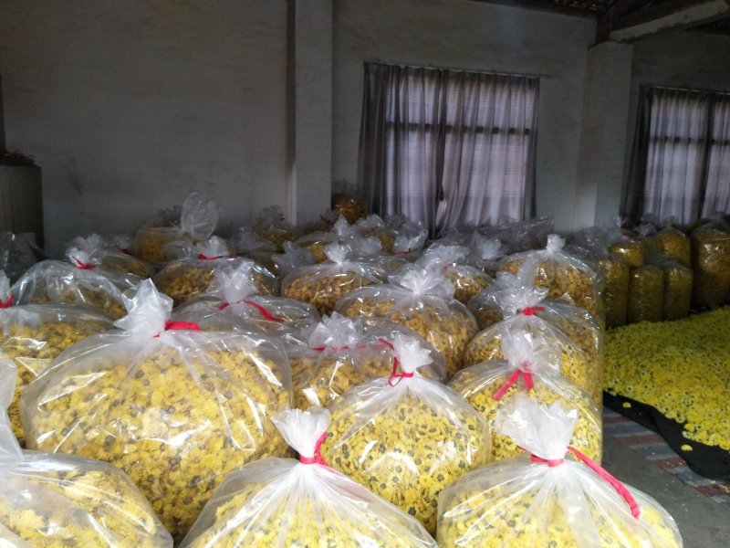 徽州皇菊，金丝皇菊