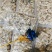 海蛎肉