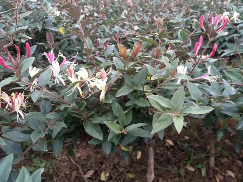 四季金银花苗根系发达成活率高品种优良南北种植包
