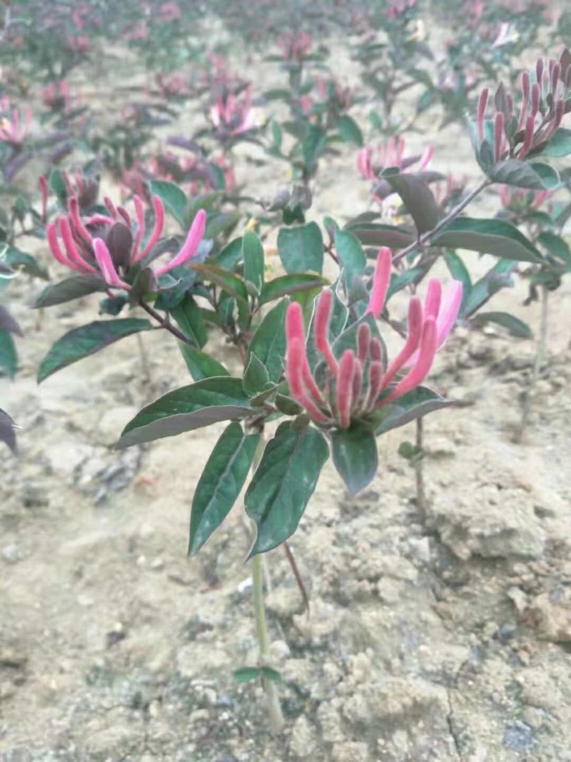 四季金银花苗根系发达成活率高品种优良南北种植包