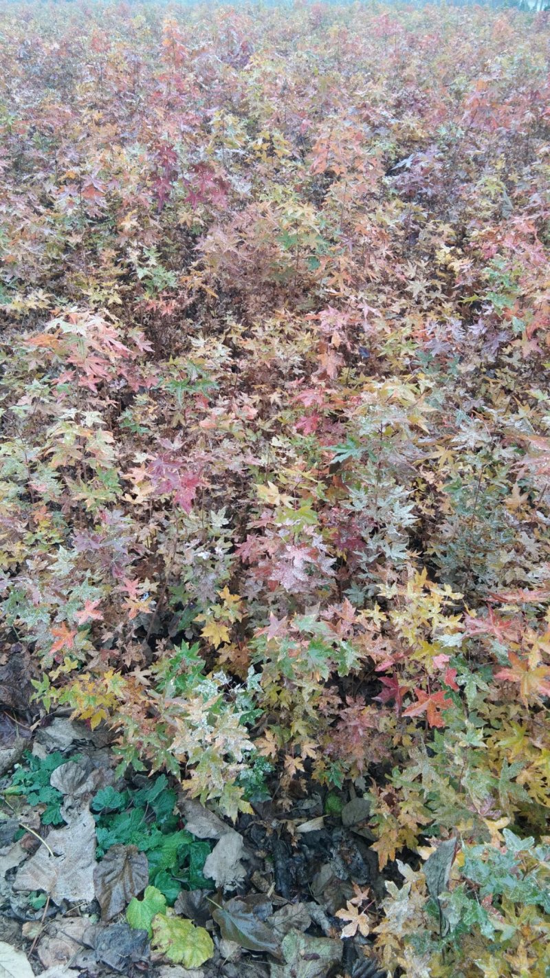 元宝枫苗