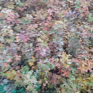 元宝枫苗