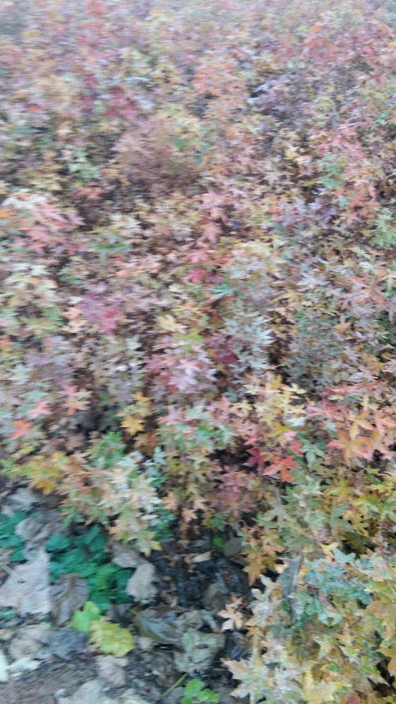 元宝枫苗