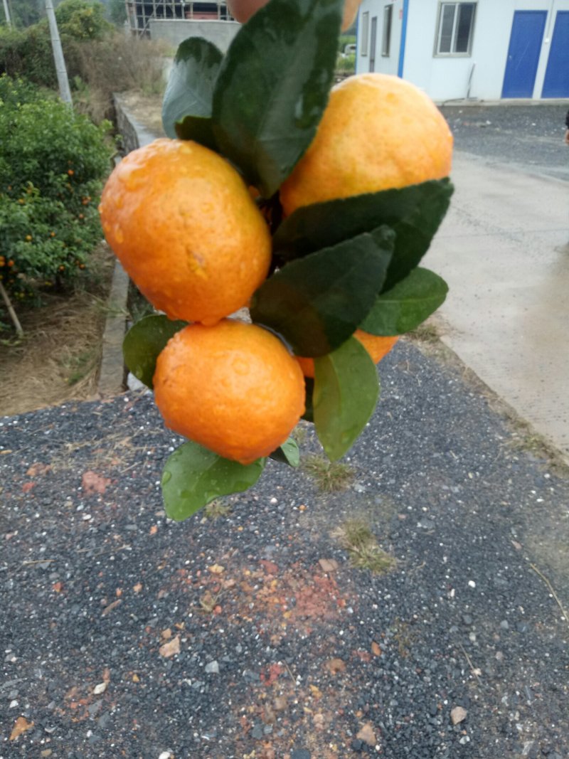 荔浦砂糖桔新产地六万亩丰产代办打蜡清洗包装找车预售