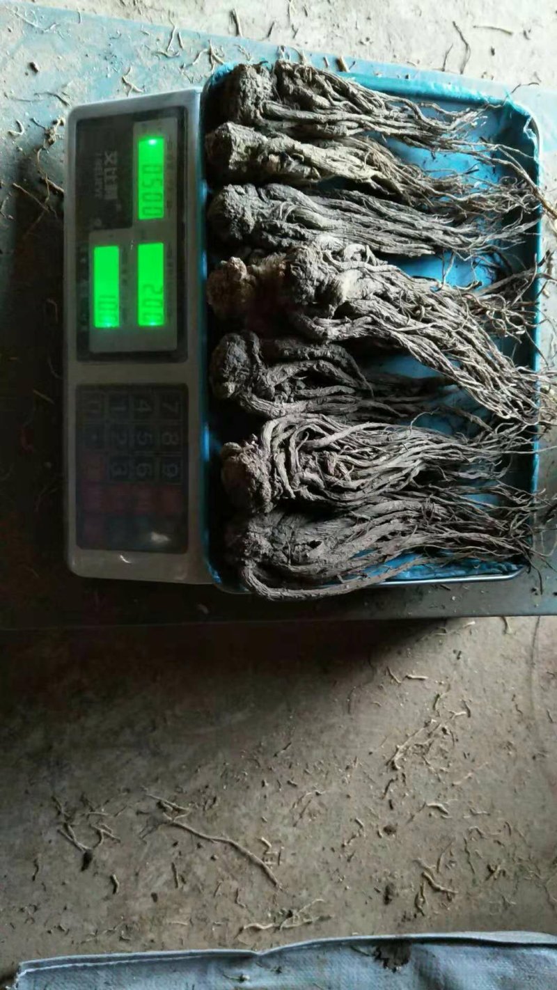 当归甘肃产地批发零售，货源充足