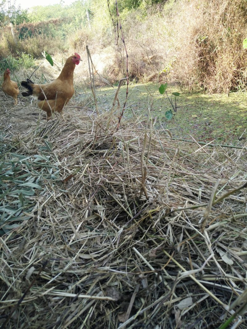 绿壳蛋土鸡蛋农家散养土鸡蛋草鸡蛋笨鸡蛋(360枚)
