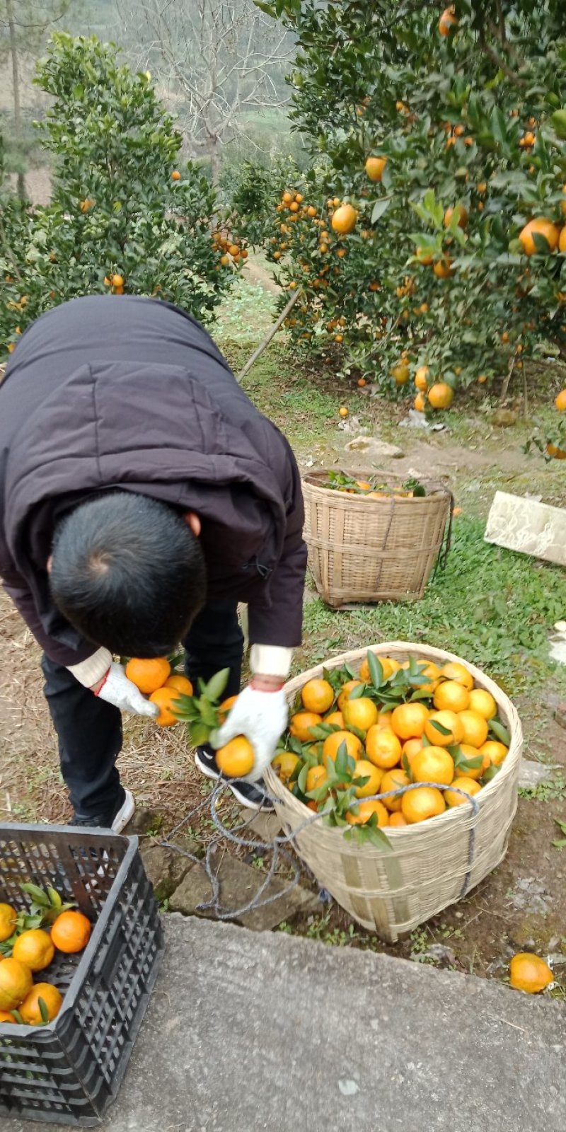 椪柑