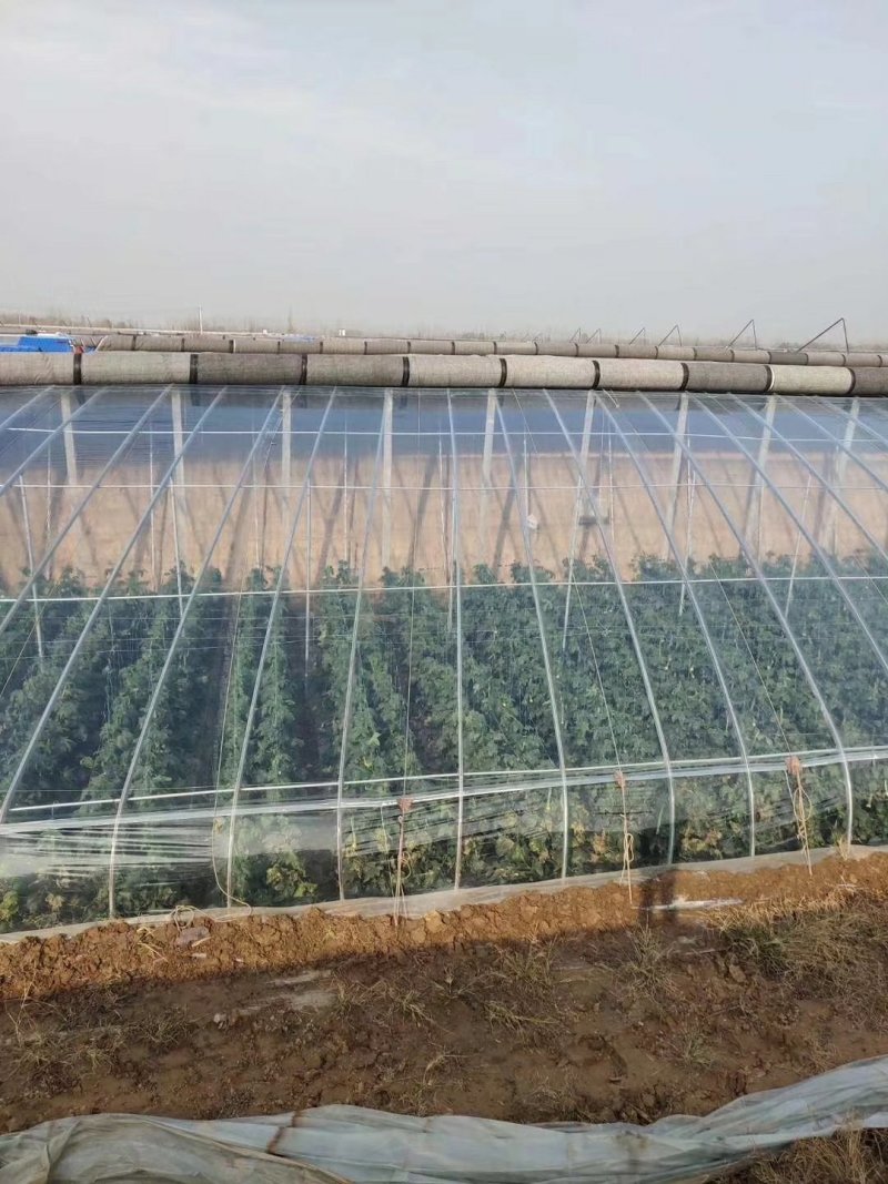 【厂家直销】润裕精品PO膜EVA精品po膜棚膜大棚膜