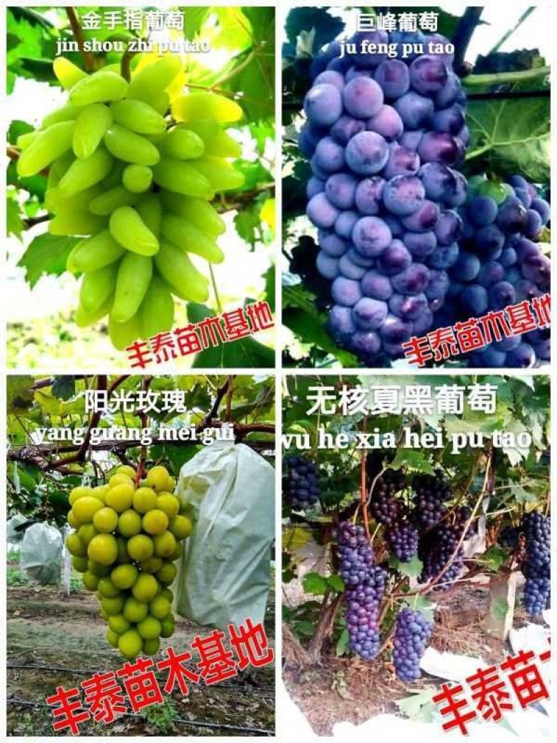 占地葡萄苗占地葡萄树苗长势旺盛葡萄树占地放心苗