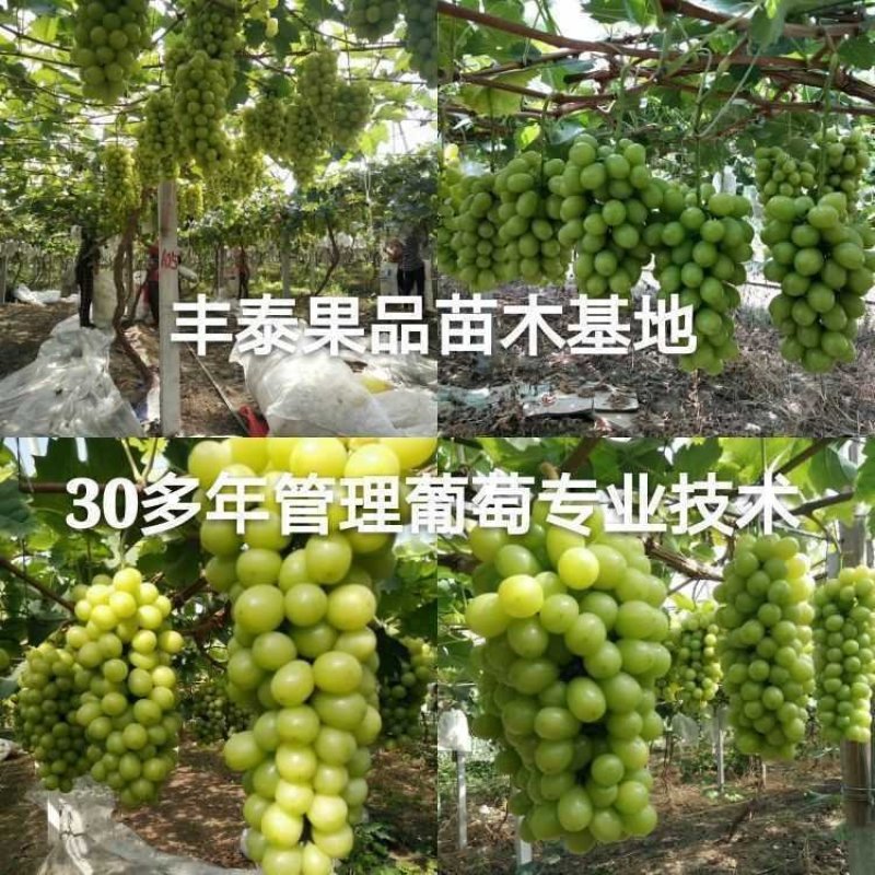 占地葡萄苗占地葡萄树苗长势旺盛葡萄树占地放心苗