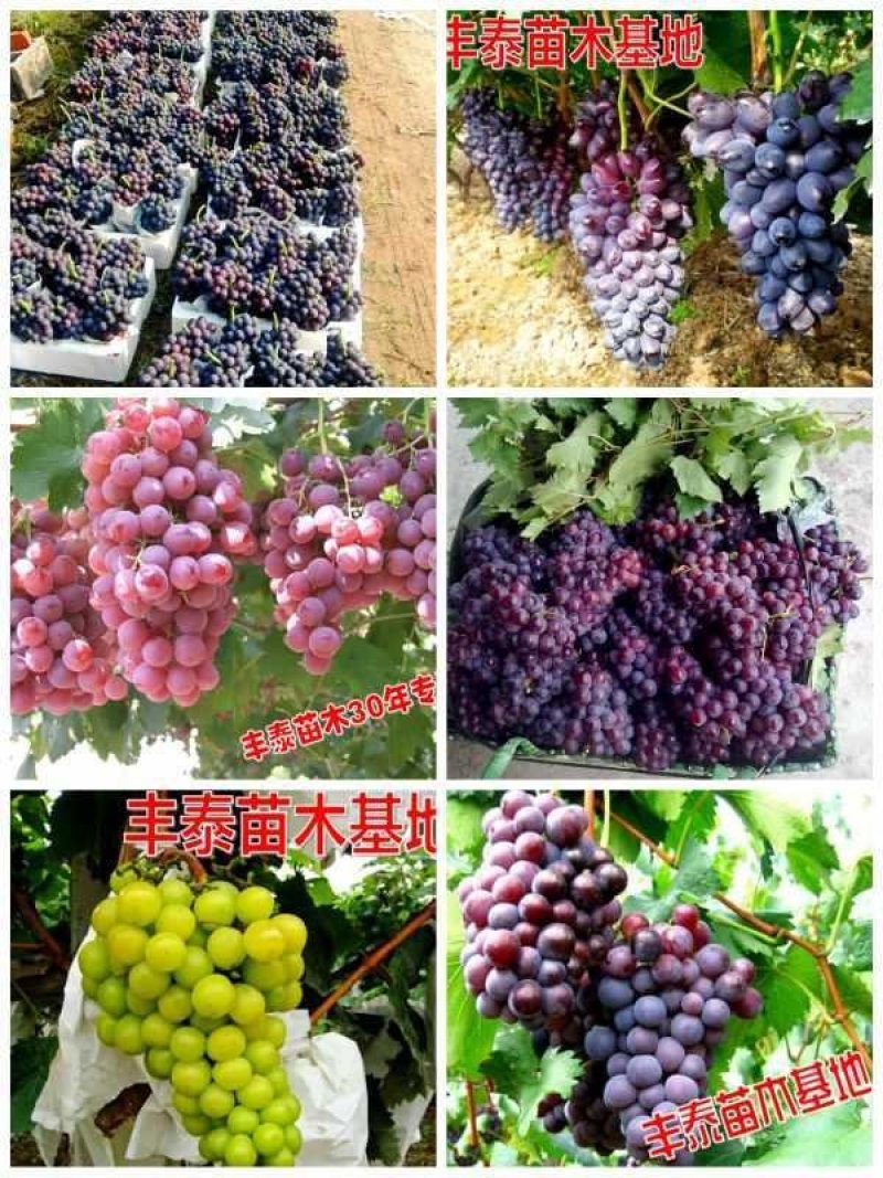 占地葡萄苗占地葡萄树苗长势旺盛葡萄树占地放心苗