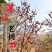 河北涉县太行山野生无核黑枣野柿子【季节性限时抢购】