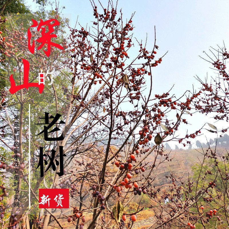 河北涉县太行山野生无核黑枣野柿子【季节性限时抢购】