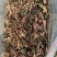 金线莲干品整株养生茶无硫熏大叶泡茶煲汤包邮