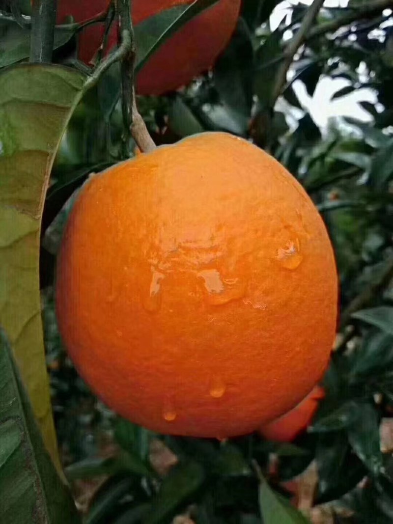 脐橙