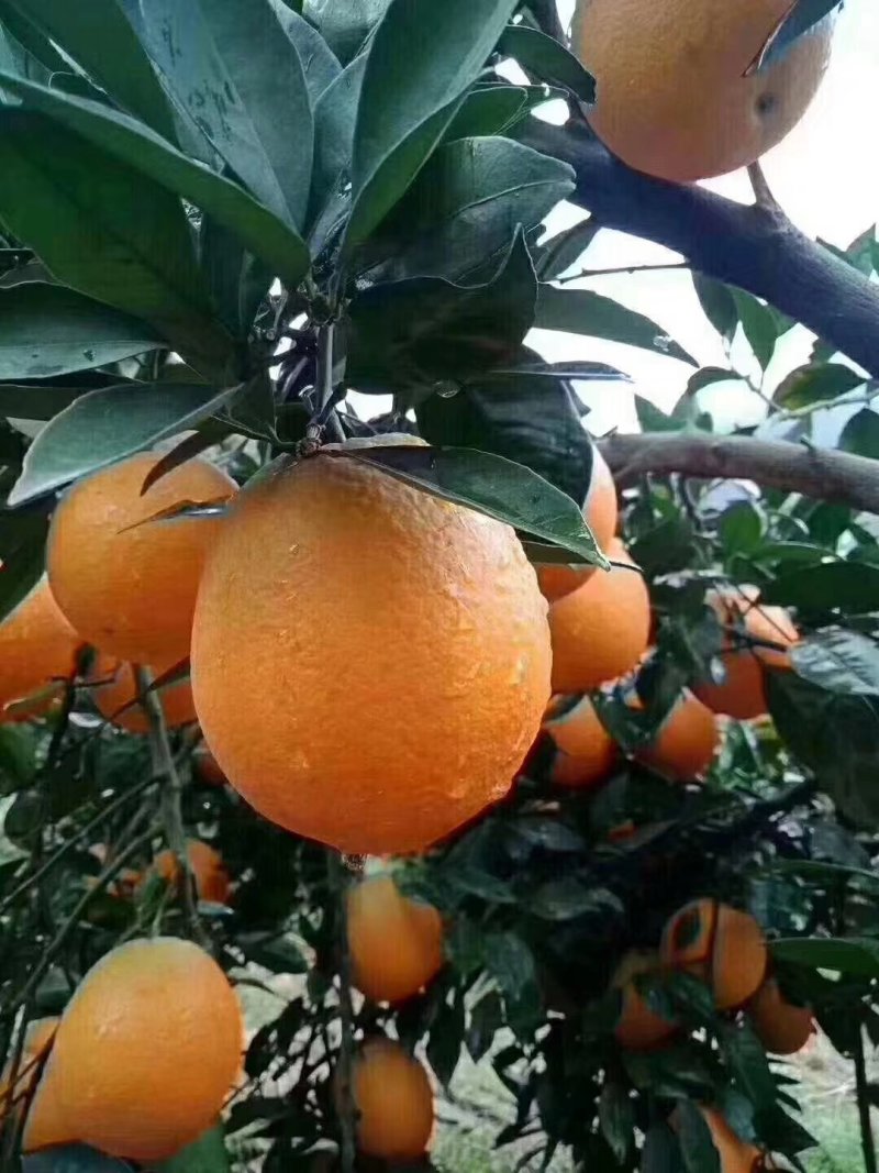 脐橙