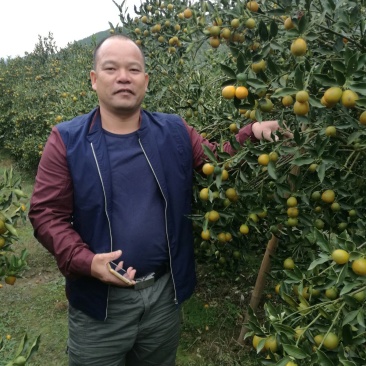 脆皮金桔