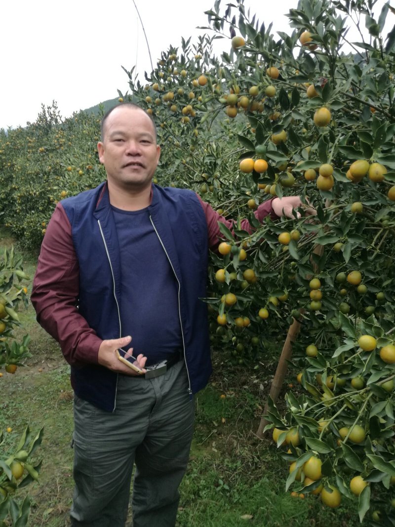 脆皮金桔