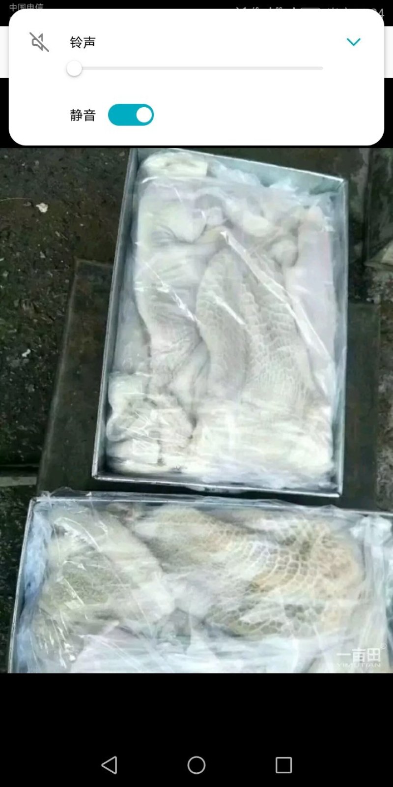 牛肚