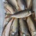大量供应鲤鱼