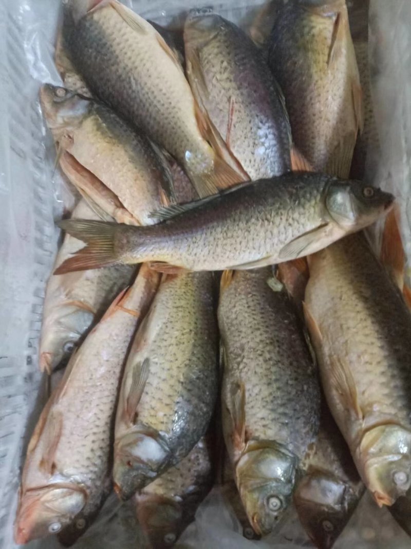 大量供应鲤鱼