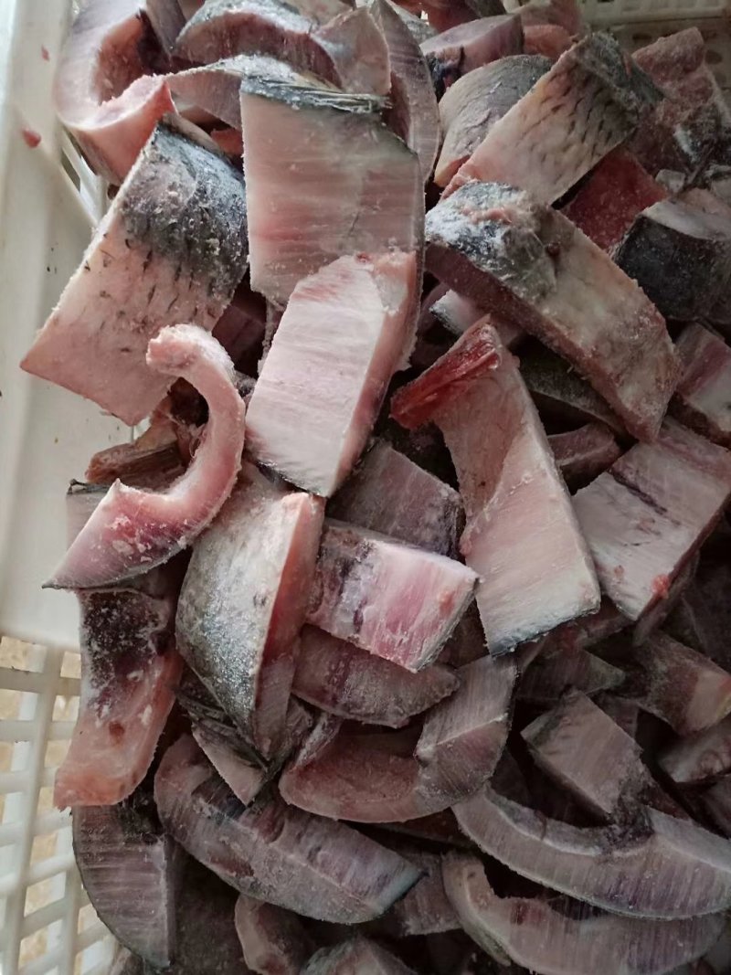 大量供应鲤鱼