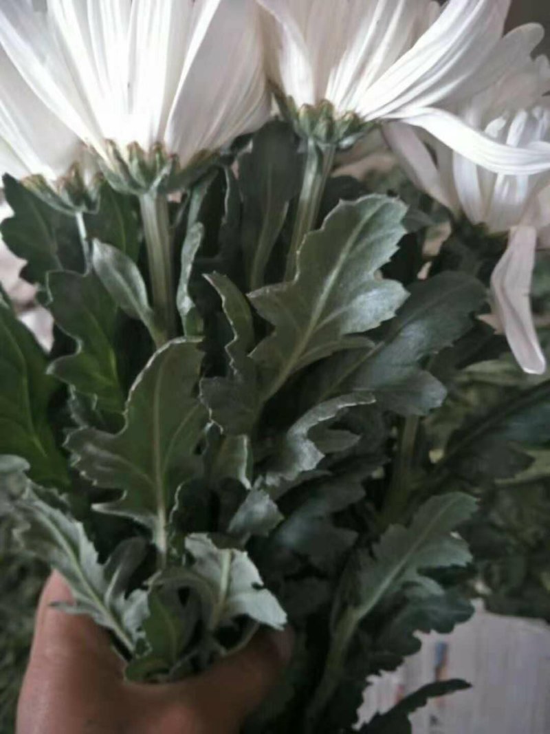 菊花专卖